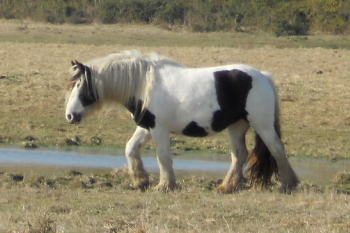 Dyna%2012.JPG